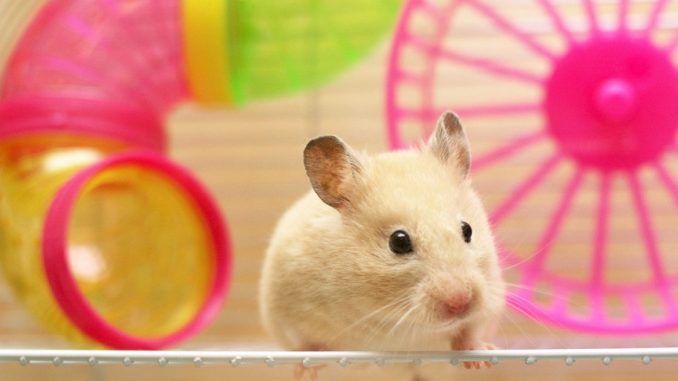  Estimular el sistema inmunológico estimulado por el medio ambiente en ratones;  REAL ACADEMIA DE BELLAS ARTES...
